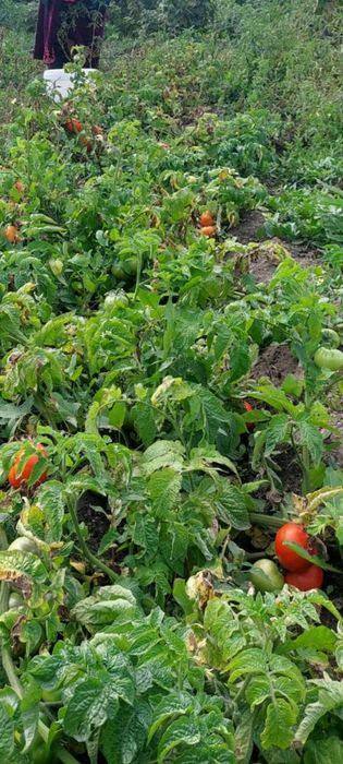 Продаю дачу в Черемушках