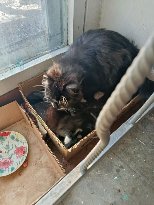 Котик крошка в добрые руки