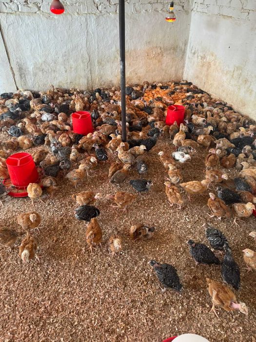 Pui de gaina zbura rasa mixta Kabir