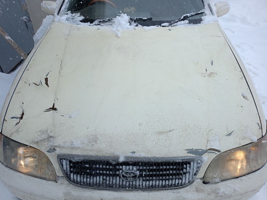 Продам бодрую аристу