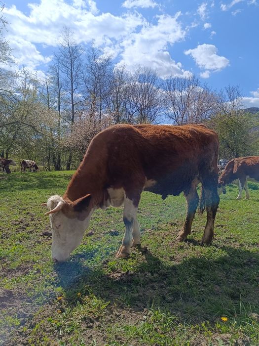 Vacă bălțată românească de vânzare