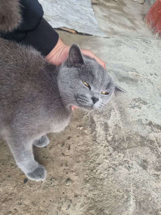 British cat kulrang