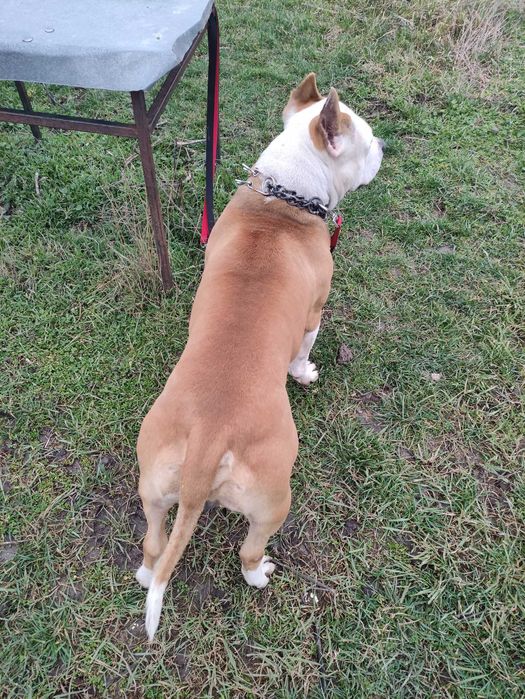 Продавам мъжки амстаф