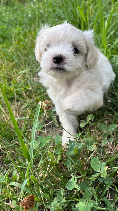 Pui bichon maltez