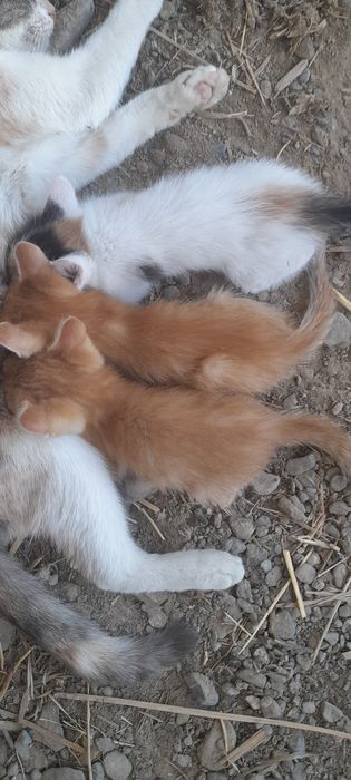 Отдам в добрые руки. Котята 2 месяца , 2 мальчика рыжих и 1 девочка.