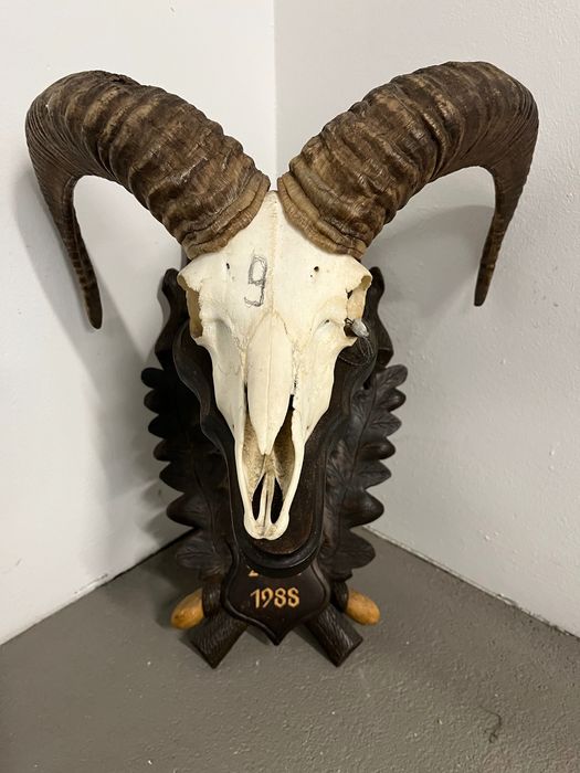 Трофеи от муфлони