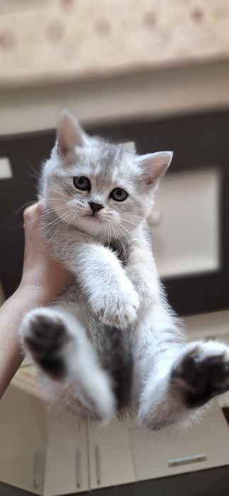 Котёнок на продажу