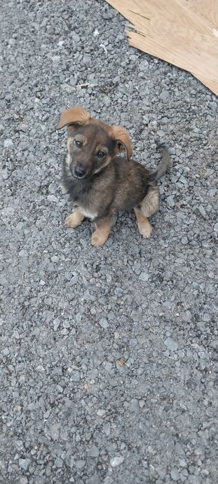 Щенки Заводские в дар!