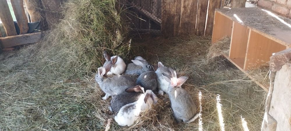Продам кролчат серый великан