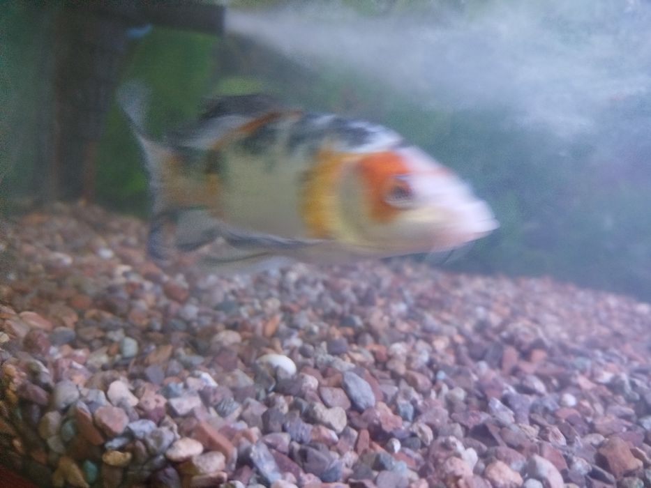 Коя рыбы акварум