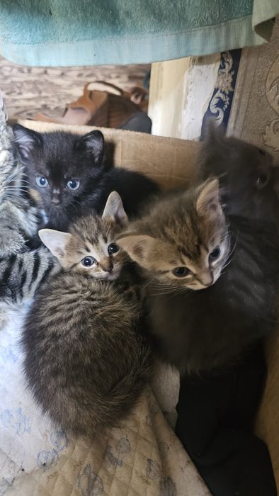 котята крысыловы