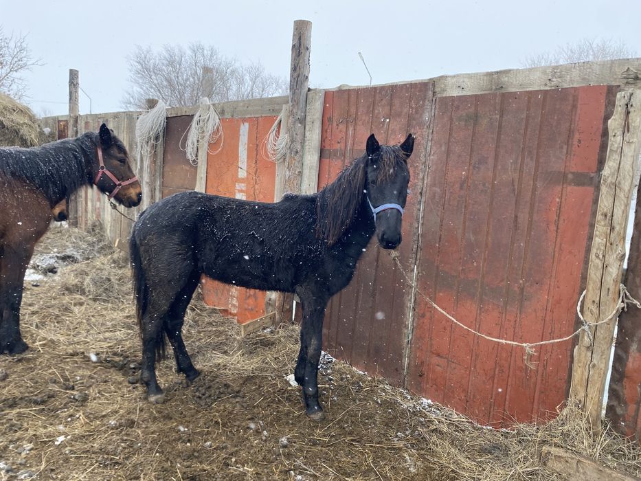 Тай сатылады еркек
