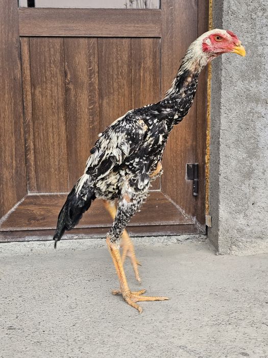 Juja sotiladi qoni toza ota onasi chempion bolalari