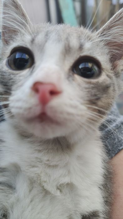Отдам котёнка, мальчик