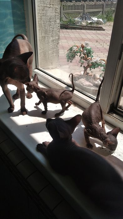 Вязка донской сфинкс