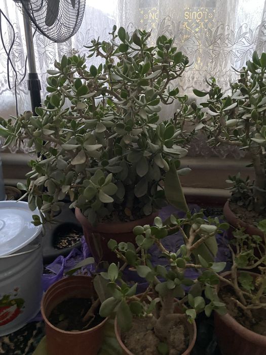 Gul kotta tuvekda 6. 7 Yillik