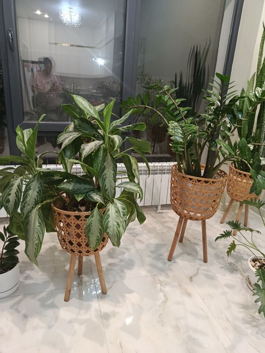 Комнатные цветы растения