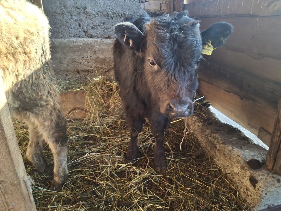 Бычки по 5 месяцев домашние