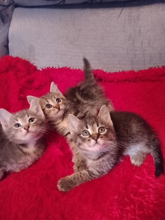 Отдам котят бесплатно