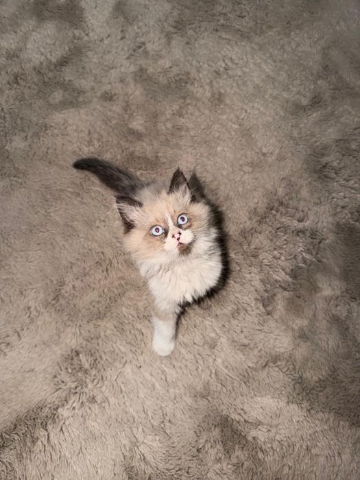Отдам котят в хорошие руки