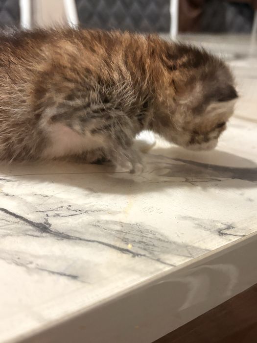 Котенки 15 дней