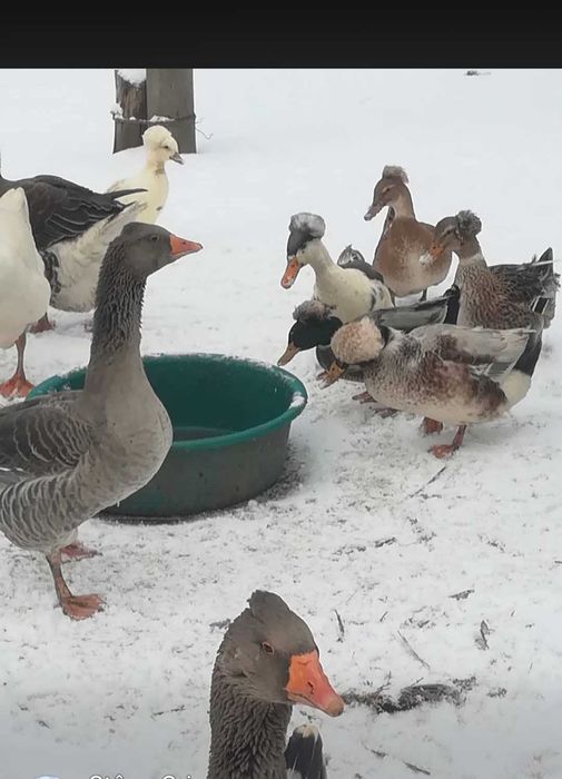 Boboci de gâscă si ouă de incubat toulouse