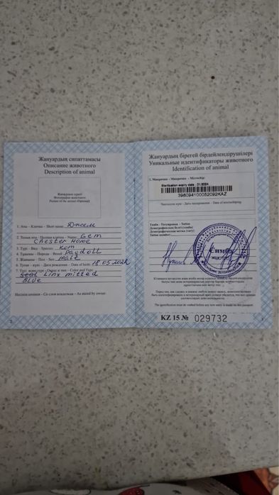 Продам кота породы Рэгдолл