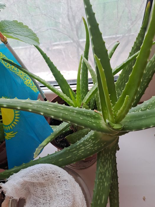 Продам Алое  1500