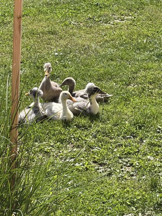 Vand boboci de rata , 3 boboci motati si 2 alergatori