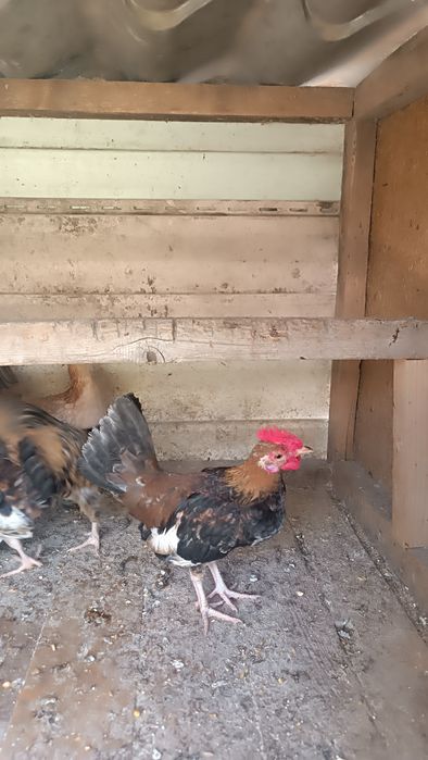 Продам карликовые кур.