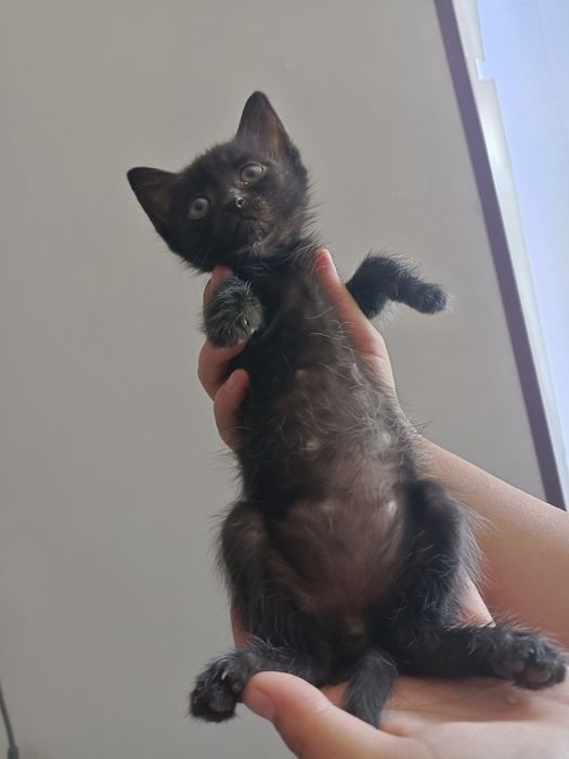 Отдам котят в хорошие руки
