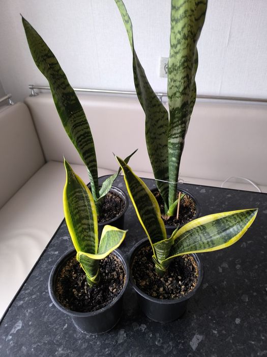 Сансиеверию продам