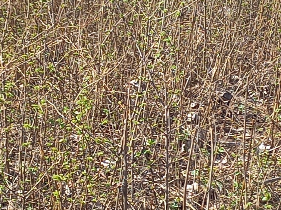 Сеянцы  карагача