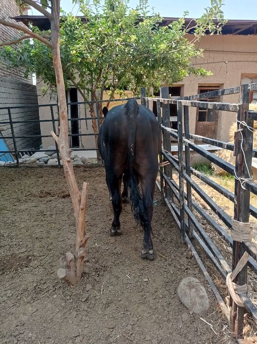 Angus gibrit bilan mikimavus