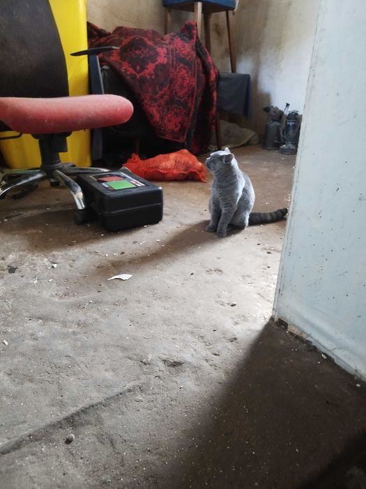 Продавам 2 женски котета на 4 месеца Британска късокосместа