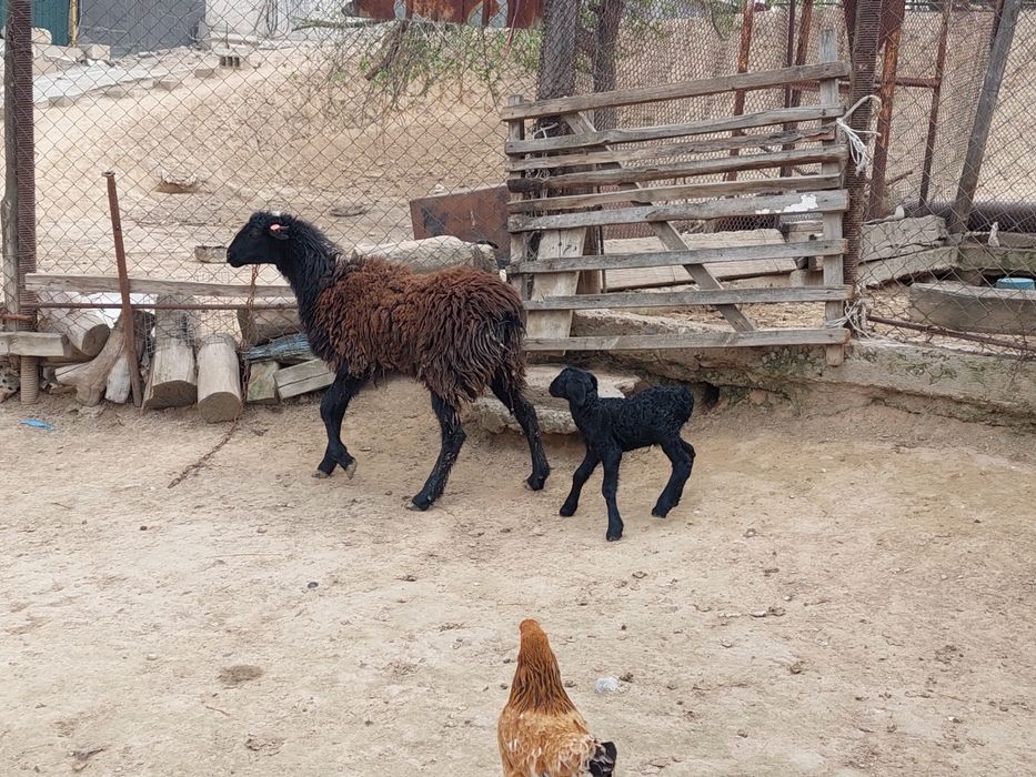 Жас қозылы қой сатылады