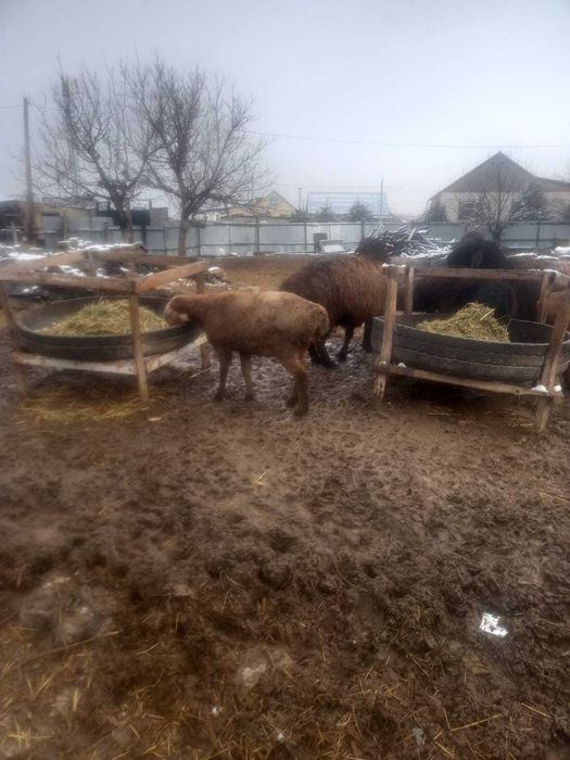 Семіз байлауда тұрған тоқтылар мен қойлар