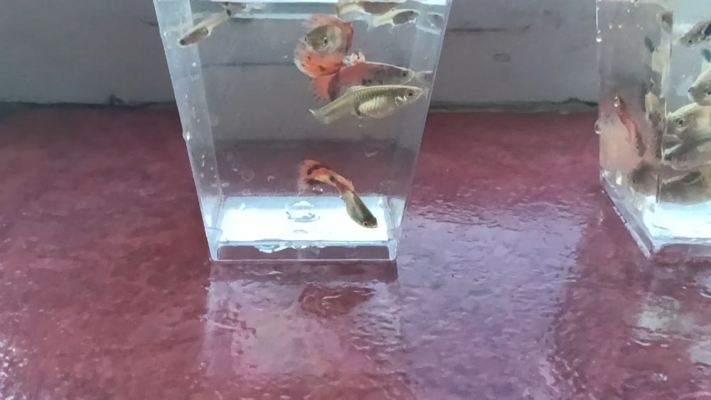 Pești Guppy Endler