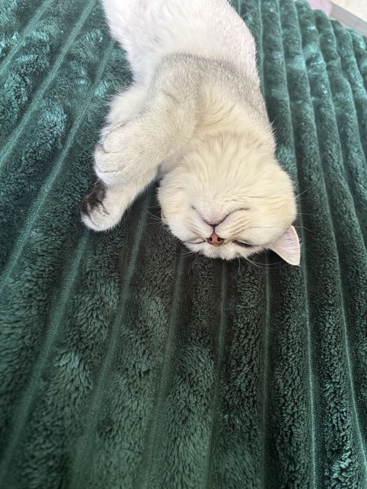 Котенок Скоттиш Страйт ( Шиншила)
