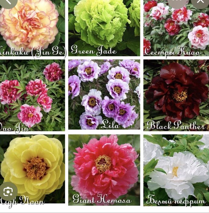 Пион древовидный 5 сортов