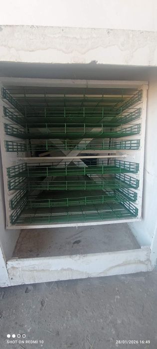 Ibqubotoʻr va vadno'y 1200ta tuxum oladi ichiga