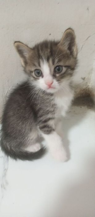 Бепул бераман мушукчаларни