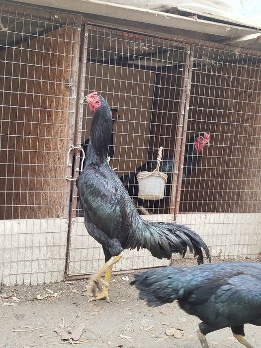 3 Моки 1 хуроз сотилади.