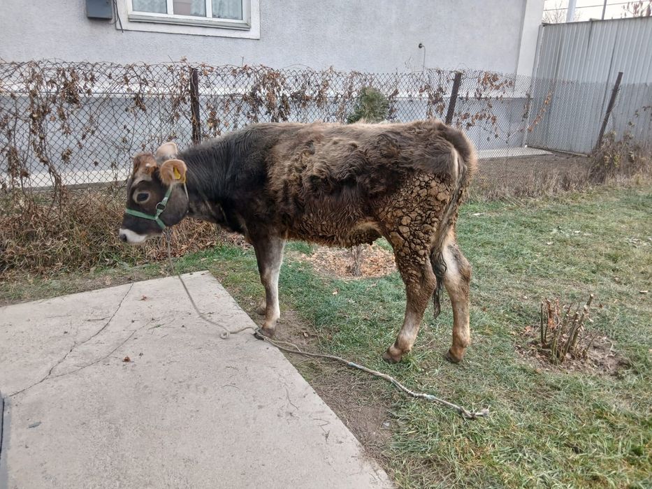 Тёлка,теленок,Алатау,Тайынша