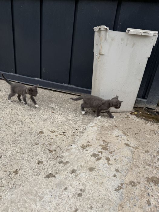 Отдам котят в хорошие руки