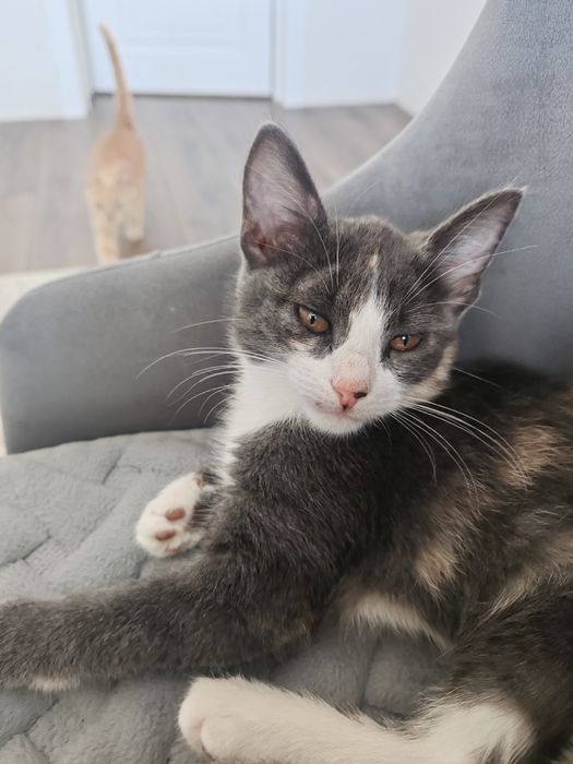 Котята даром в добрые руки