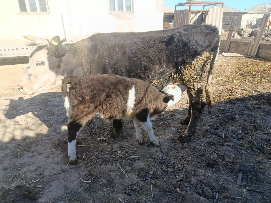 Бұзаулы сиыр(Жуас сиыр)