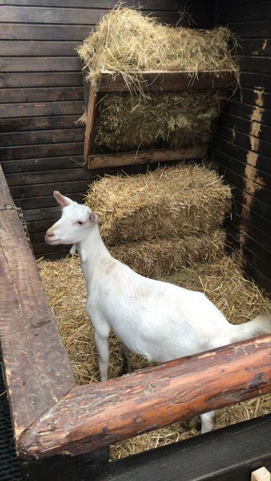 Miere de padure 100% NU sirop de zahăr !