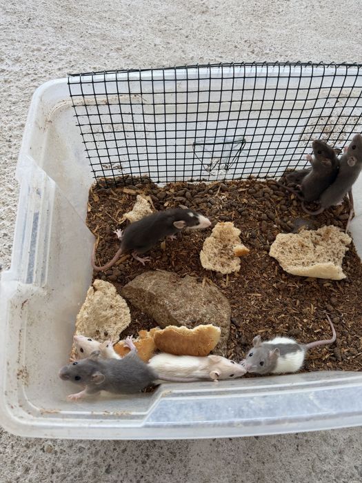 Șobolani dumbo rex si normali de companie