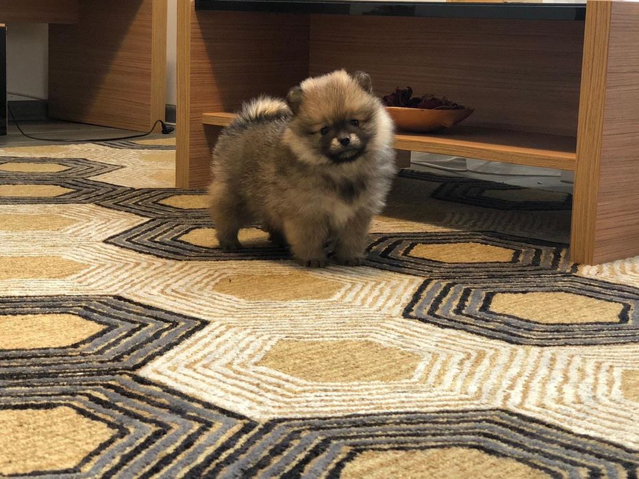 Mascul Pomeranian